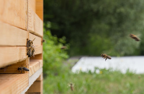 Bienenprojekt an der Justus-von-Liebig Schule Aalen Bienenprojekt an der Justus-von-Liebig Schule Aalen